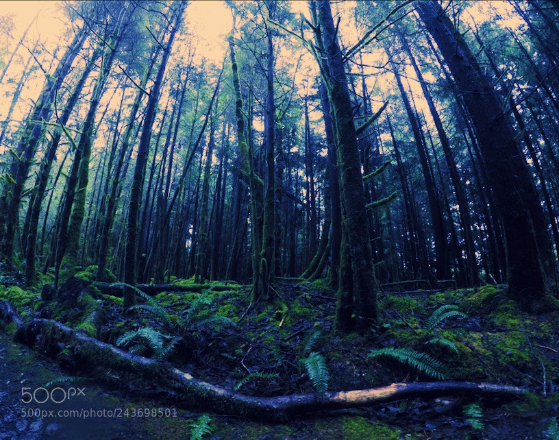 GoPro Hero5 Black sample photo. Into the woods we photography