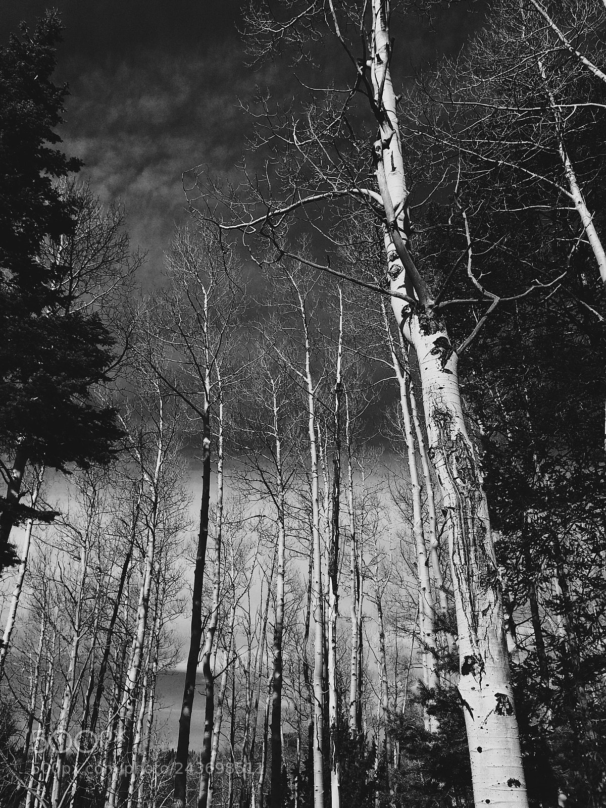 Apple iPhone 5s sample photo. Aspens photography