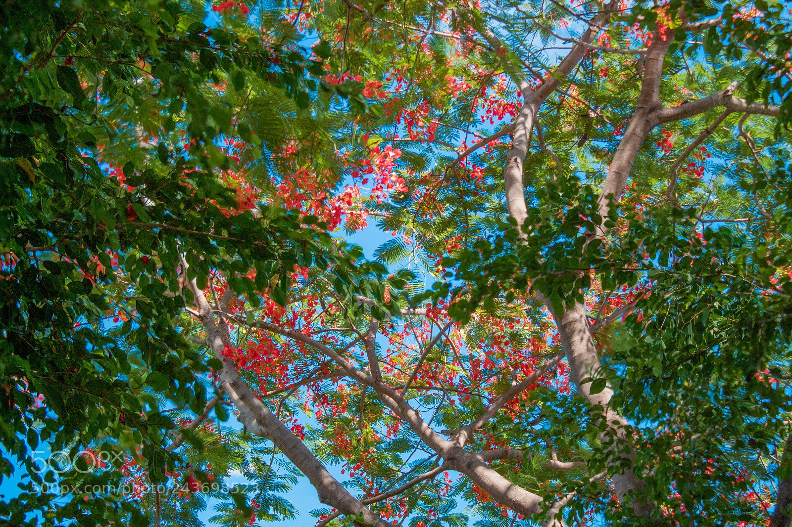 Canon EOS 1300D (EOS Rebel T6 / EOS Kiss X80) sample photo. Red leaves photography