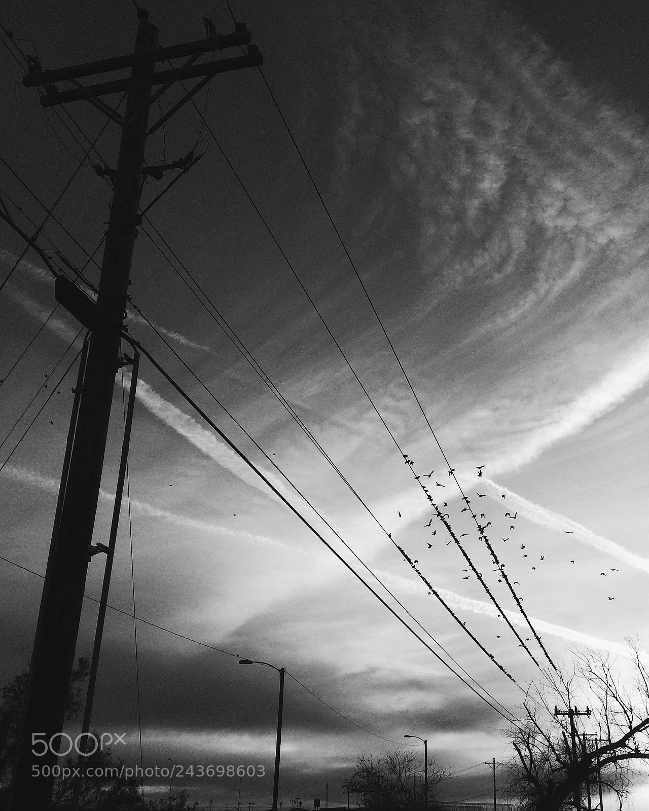 Apple iPhone 5s sample photo. Birds on a wire photography