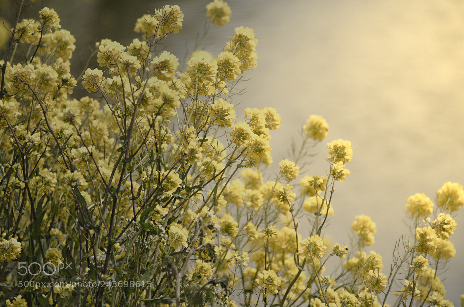 Nikon D5100 sample photo. Waiting for spring ! photography