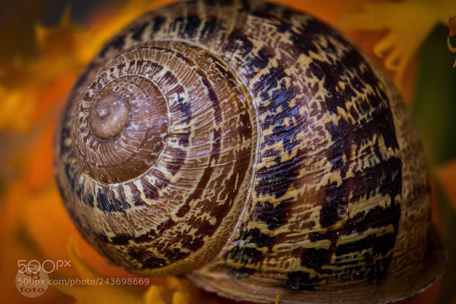 Canon EOS 1100D (EOS Rebel T3 / EOS Kiss X50) sample photo. Snail photography