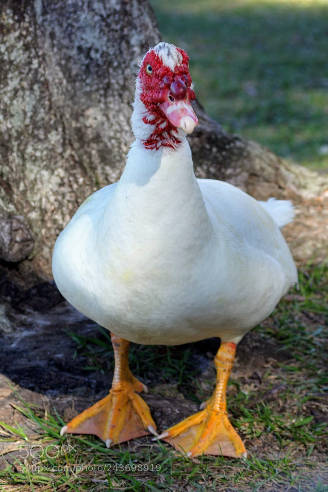 Canon EOS 600D (Rebel EOS T3i / EOS Kiss X5) sample photo. Muscovy photography