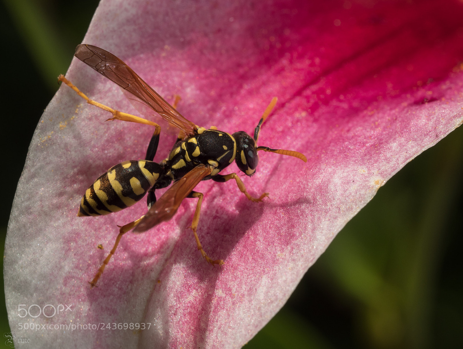 Olympus PEN-F sample photo. Wasp on the blossom photography