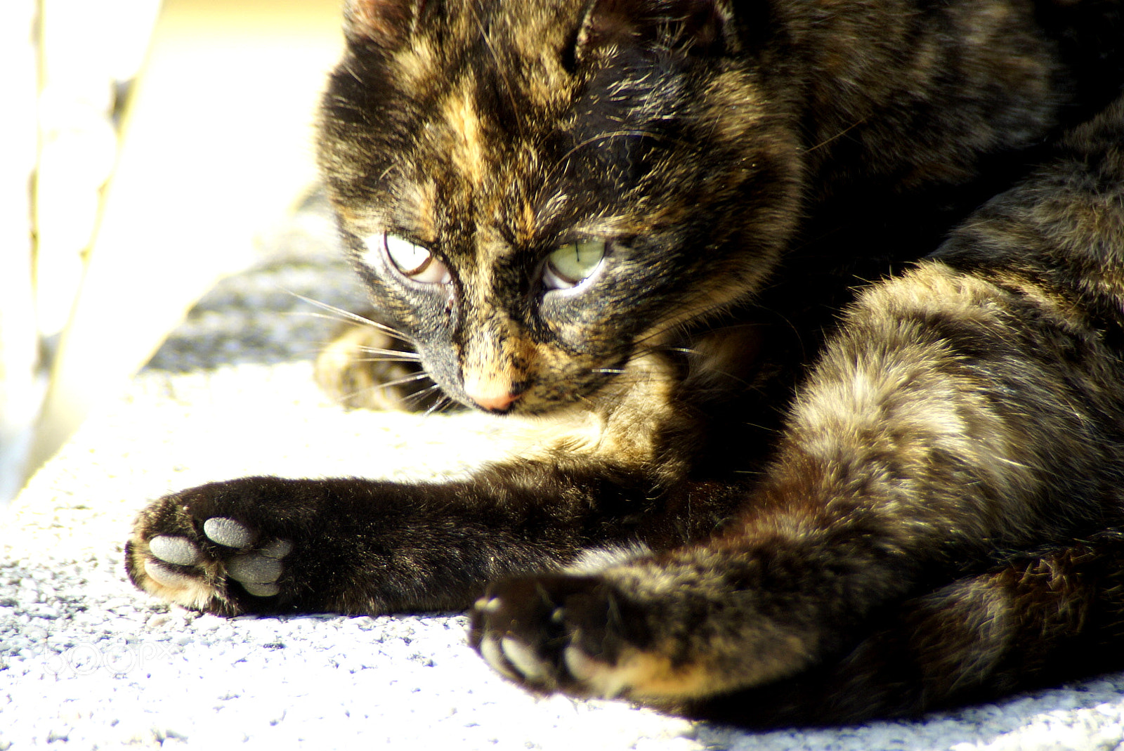 Sony SLT-A57 sample photo. Kitty cat photography