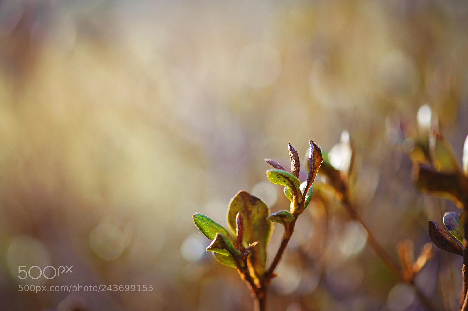 Nikon D700 sample photo. Afternoon light photography