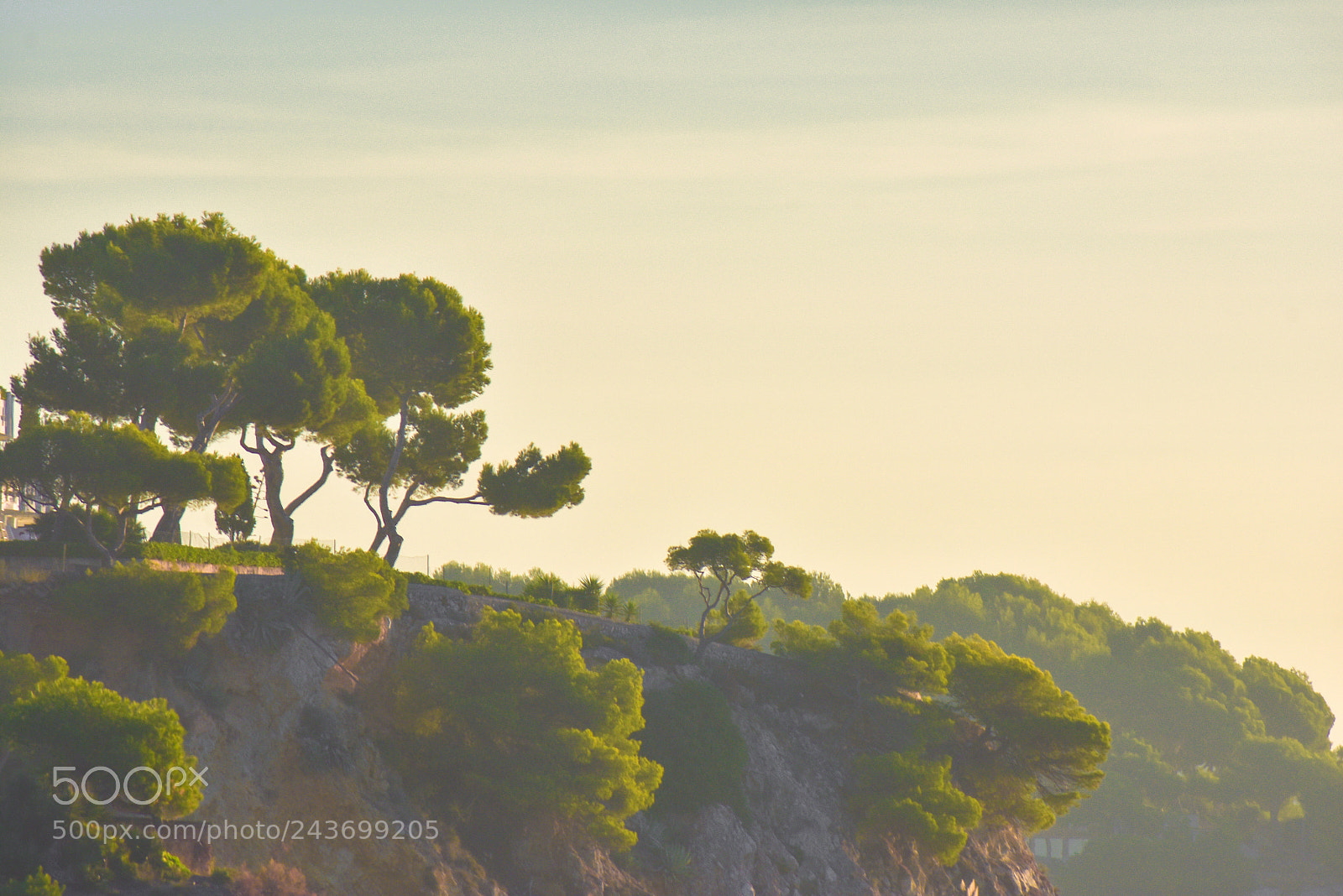 Nikon D3400 sample photo. Palma trees photography