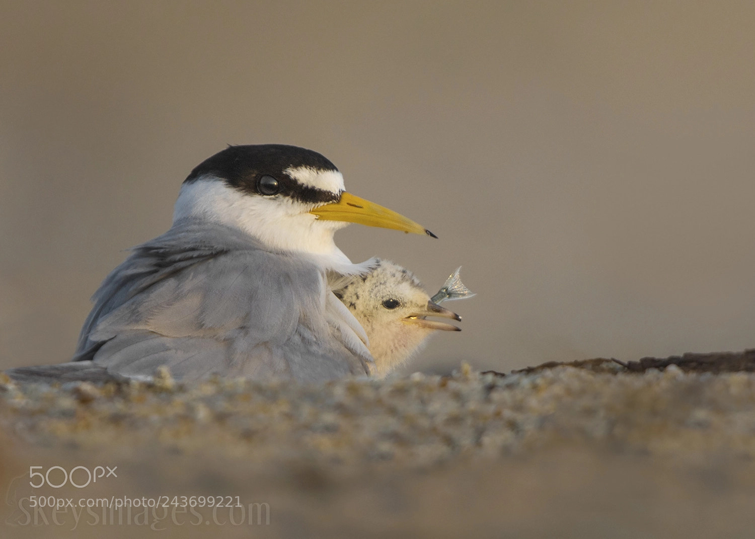 Nikon D7200 sample photo. Supervising breakfast (least terns) photography