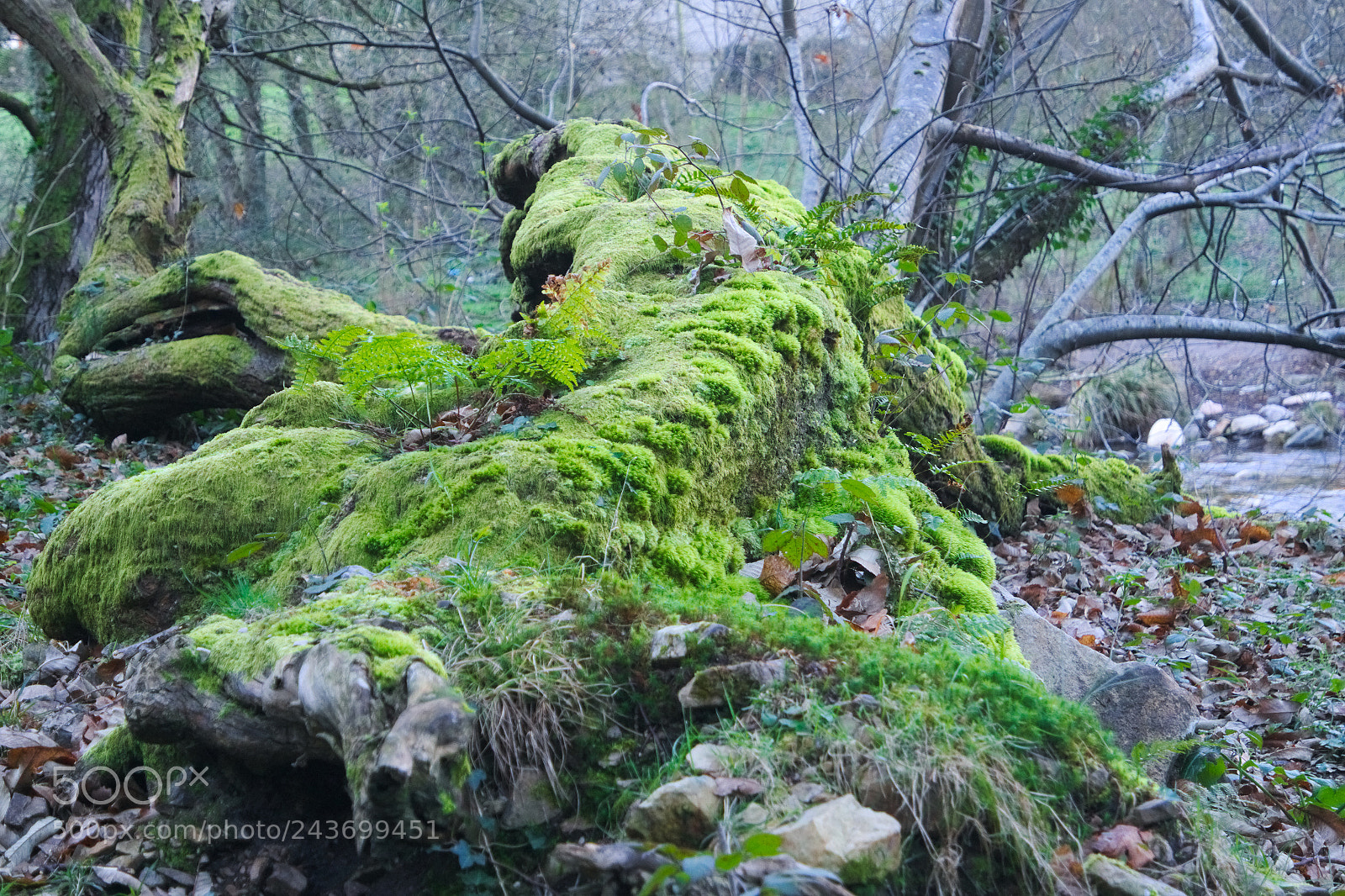 Samsung NX3000 sample photo. Tree photography