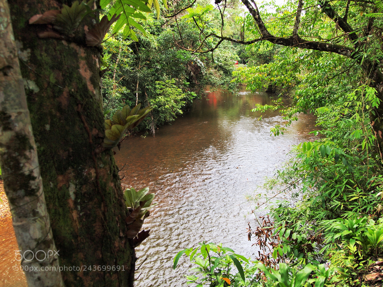 Olympus PEN E-P1 sample photo. Jungle photography