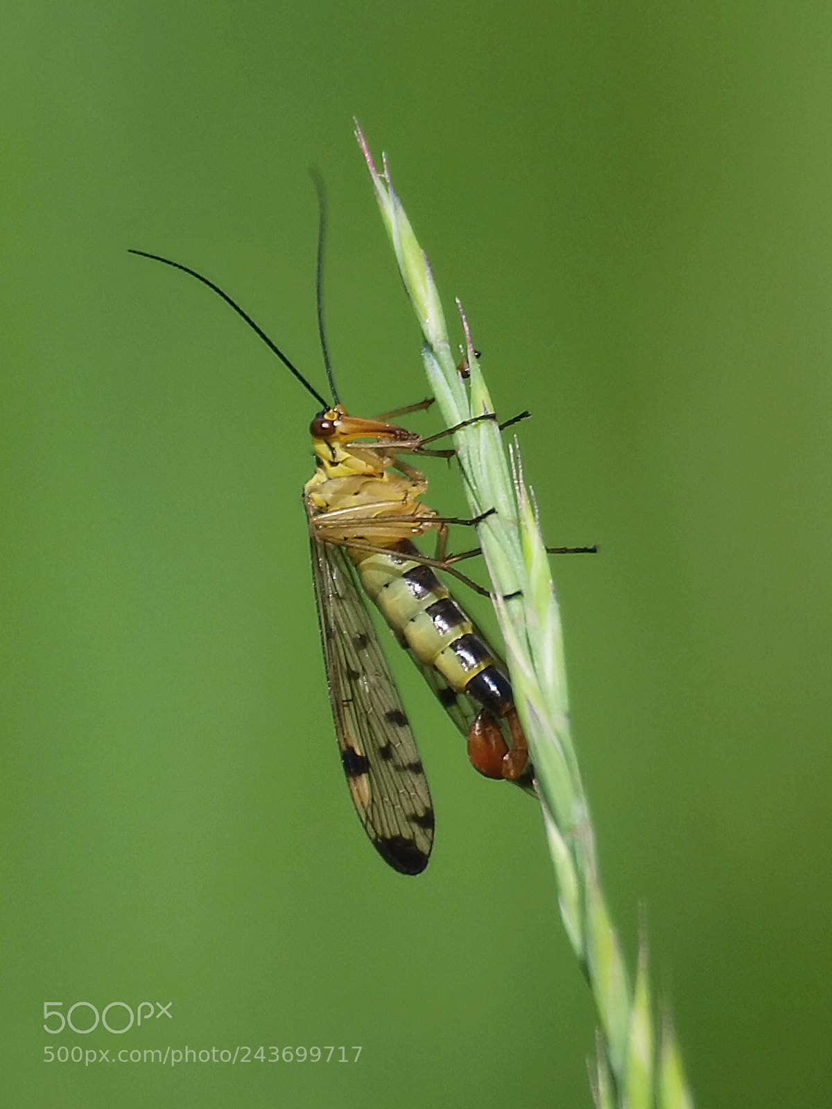 Olympus E-420 (EVOLT E-420) sample photo. Scorpionfly photography