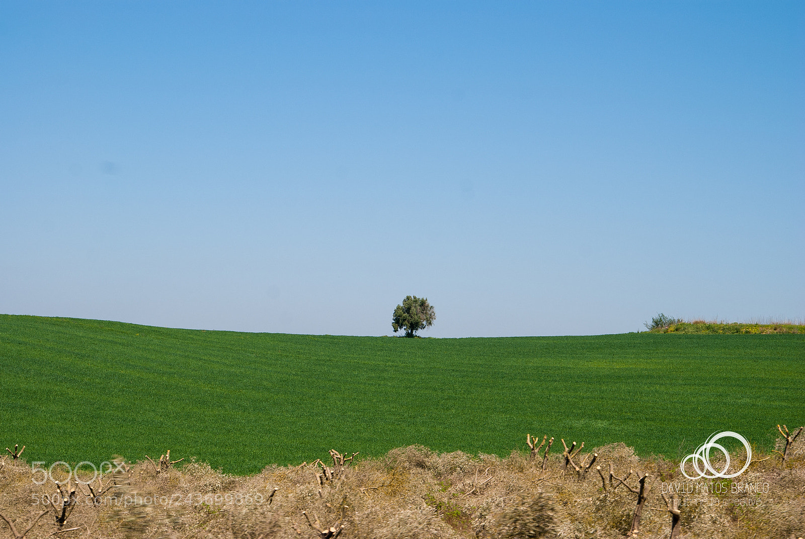 Nikon D80 sample photo. Lonely oliver tree photography