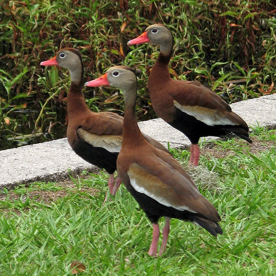 Canon POWERSHOT S3 IS sample photo. Whistling ducks photography