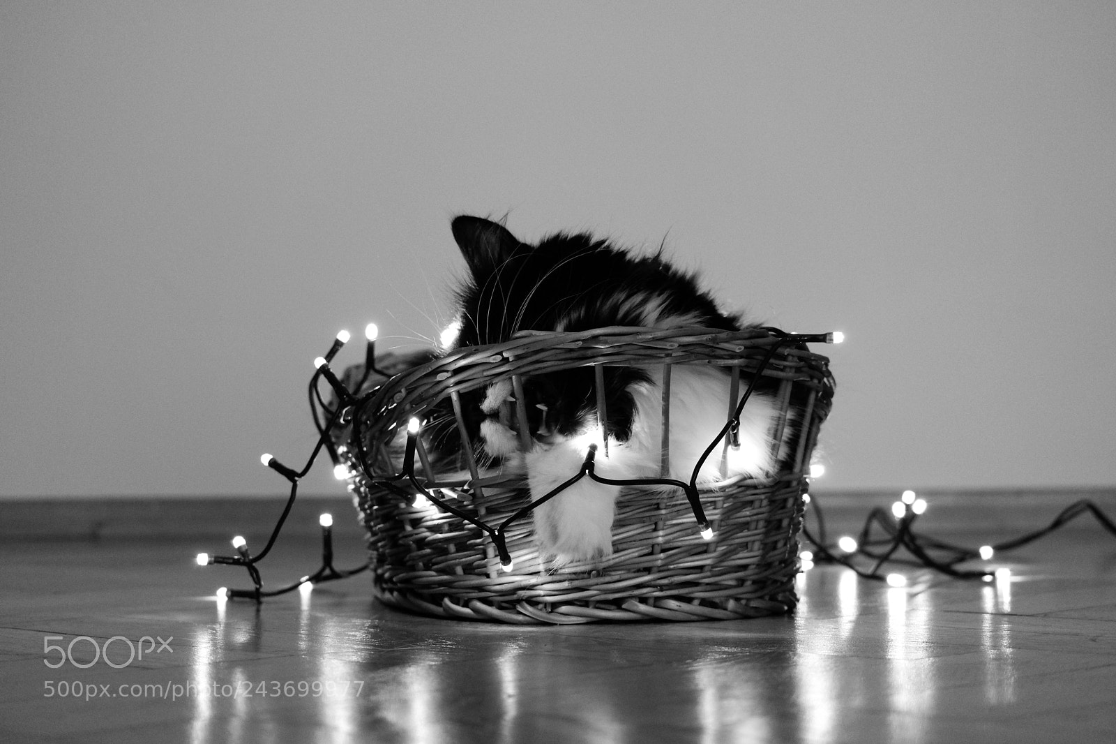 Fujifilm X-T20 sample photo. Honda the cat its photography