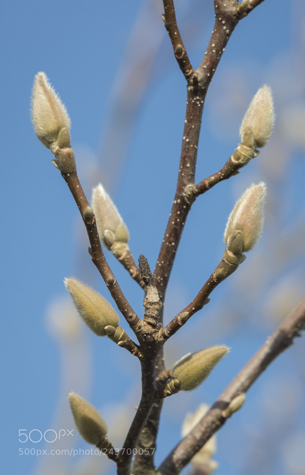 Nikon D7100 sample photo. Magnolia in winter time photography