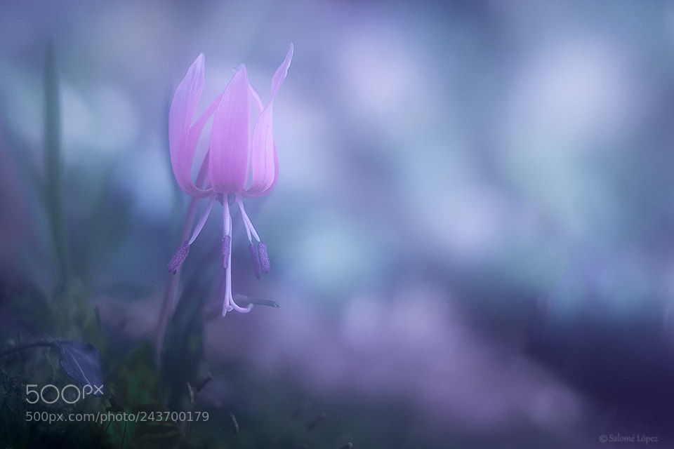 Fujifilm X-T1 sample photo. Erythronium dens-canis. photography
