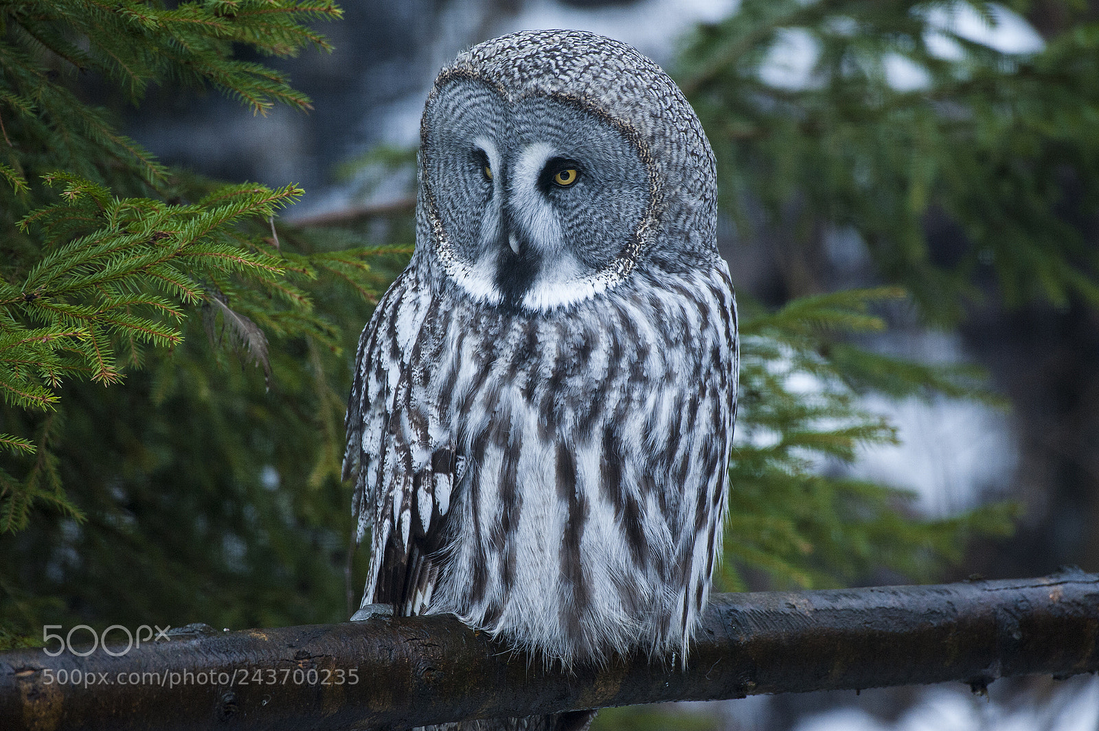 Nikon D700 sample photo. Nordic grey owl strix photography