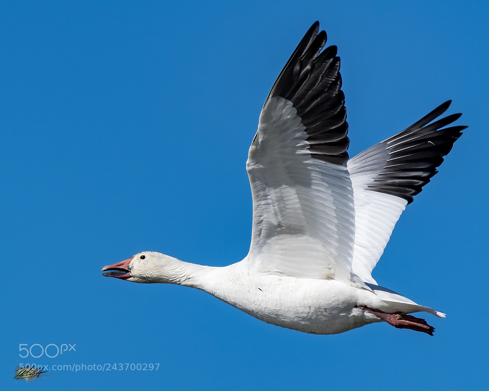 Nikon D500 sample photo. Snow goose taking off photography