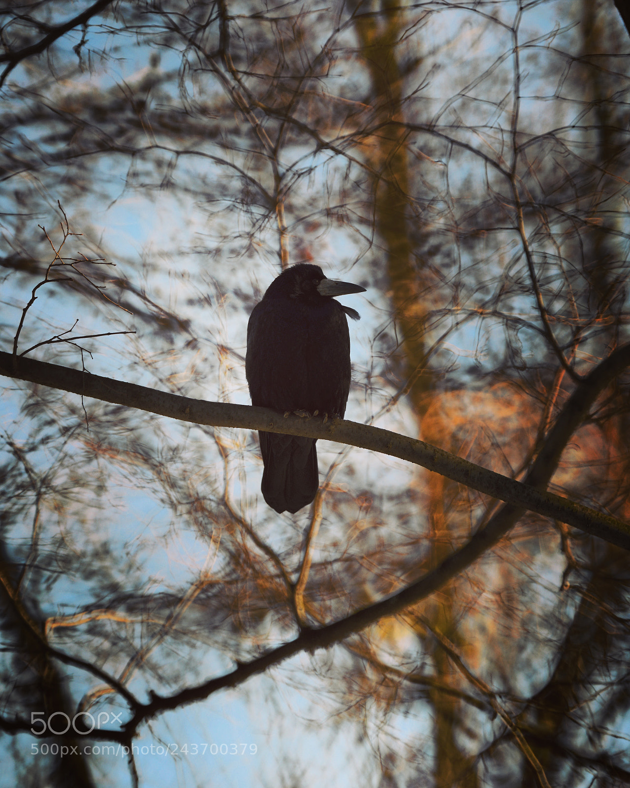 Nikon D800 sample photo. Crow, krakow, poland photography