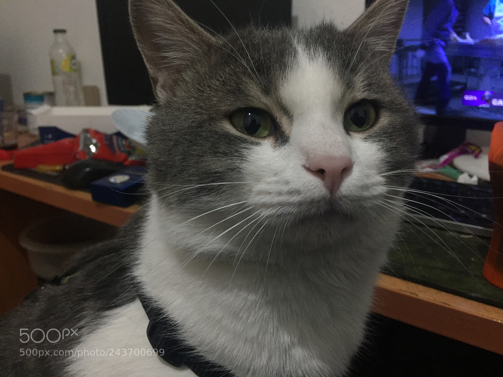 Apple iPhone 6 sample photo. Kitty photography