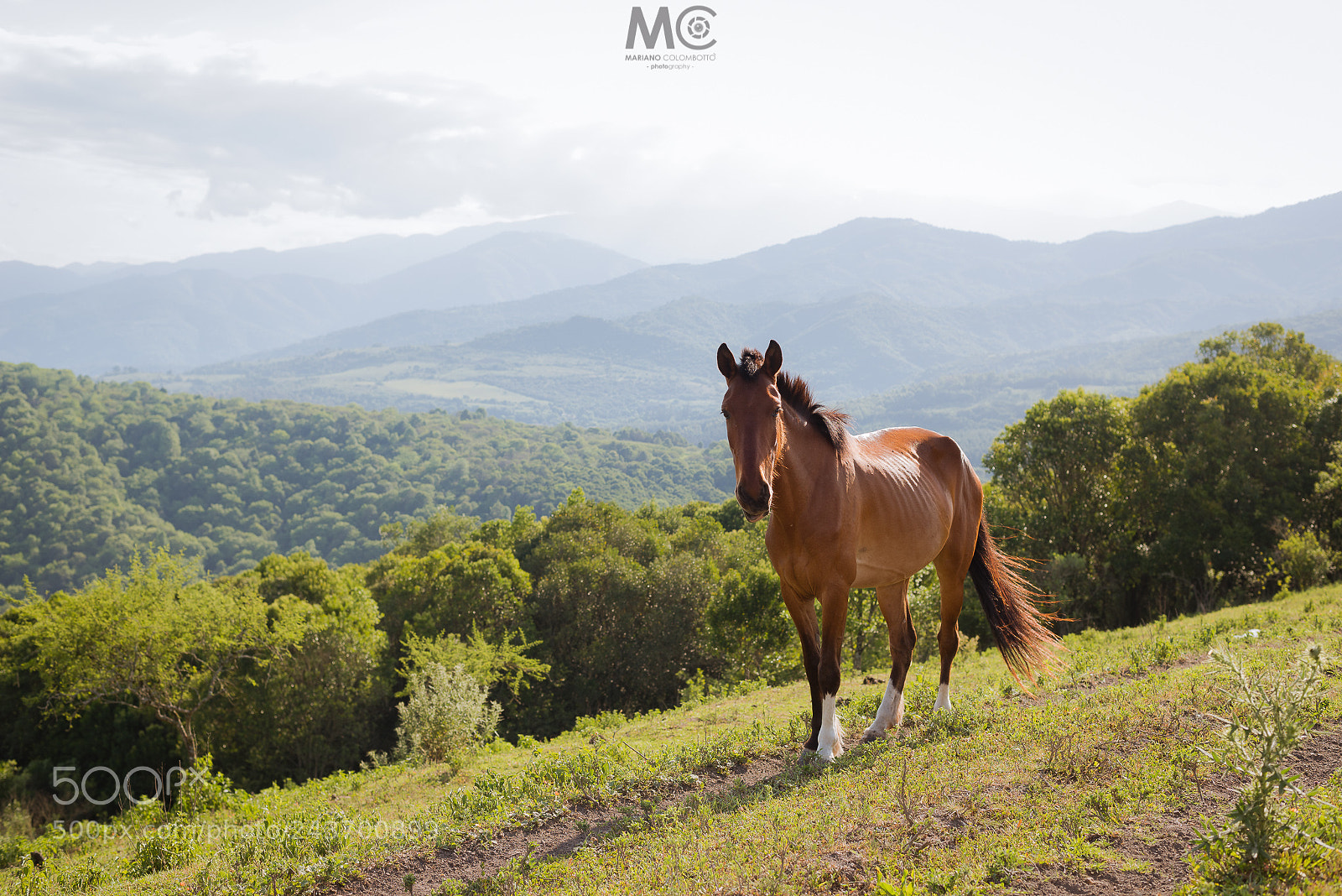 Nikon D610 sample photo. A horse with no photography