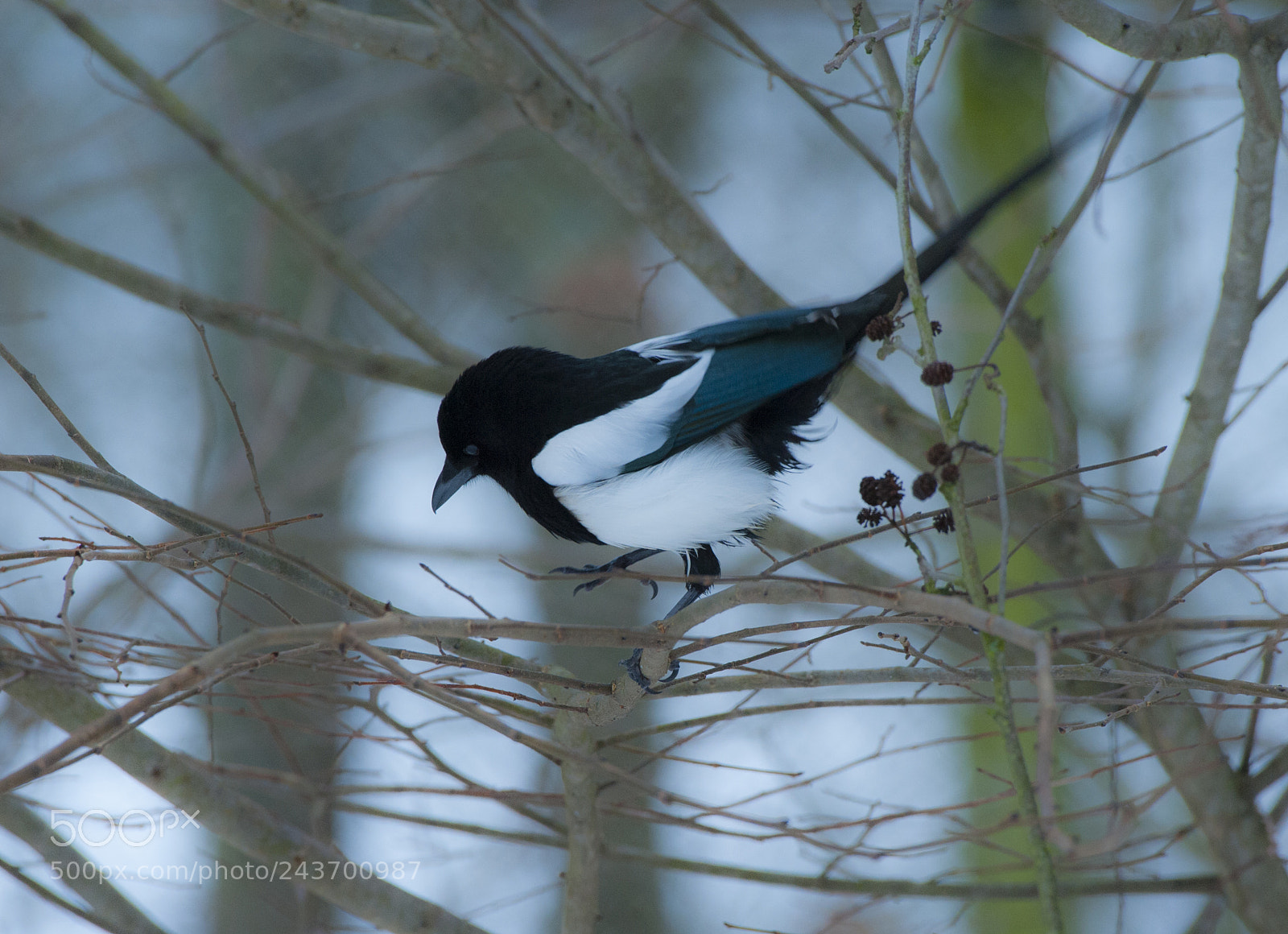 Nikon D700 sample photo. The magpie looking for photography