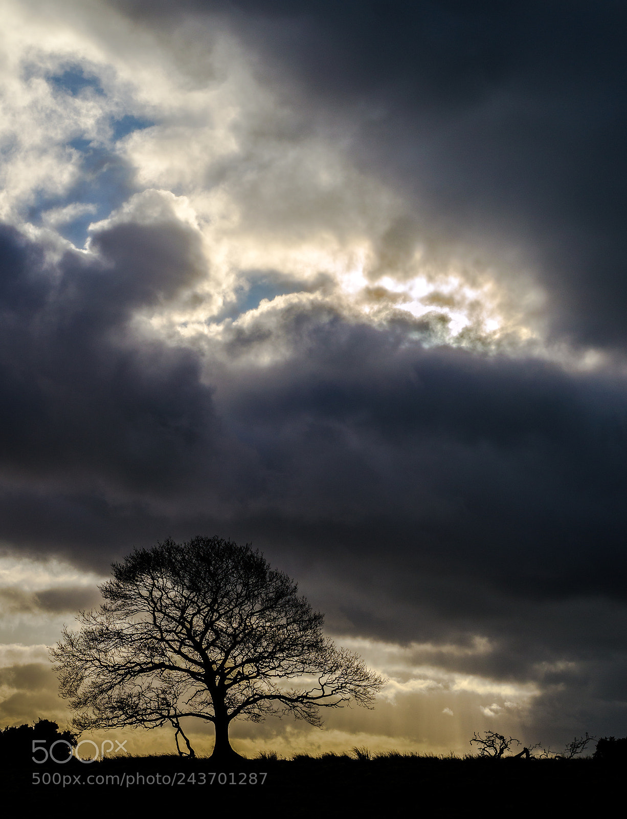 Nikon D3200 sample photo. Northumberland lone tree photography