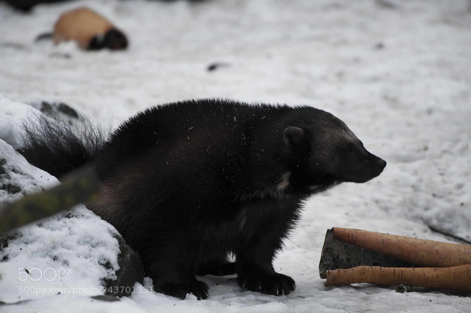 Nikon D700 sample photo. A tired wolwerine taking photography