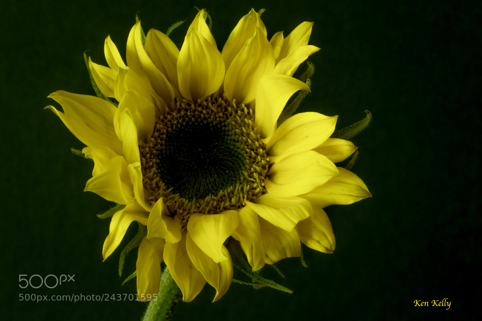 Canon EOS 7D Mark II sample photo. Sunflower photography