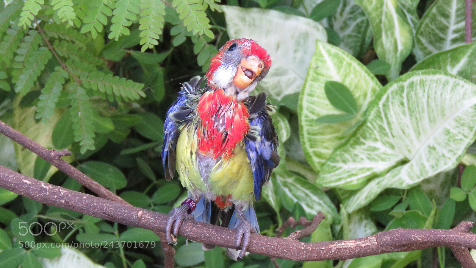 Canon PowerShot SX60 HS sample photo. Img photography