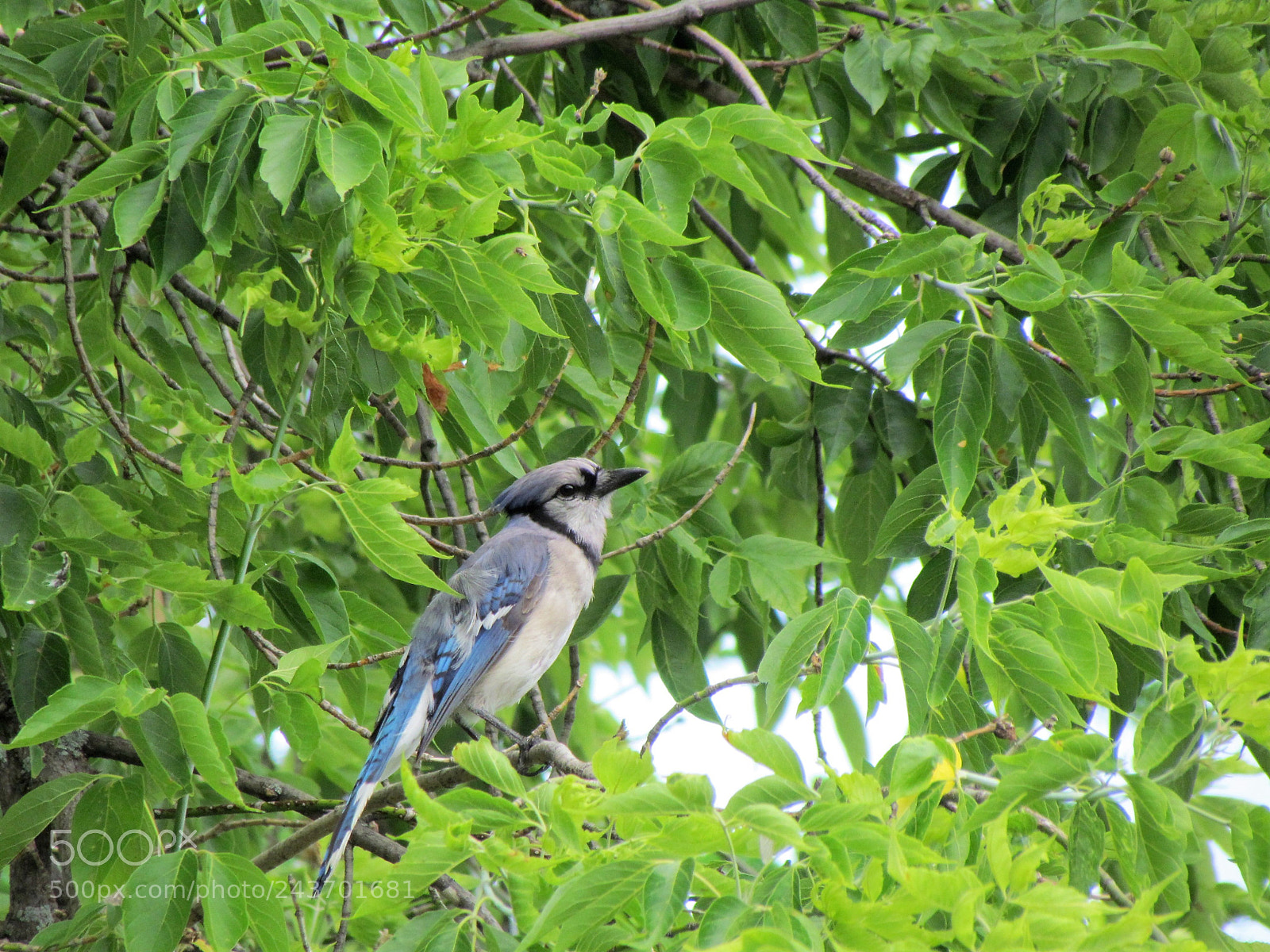 Canon PowerShot SX30 IS sample photo. () photography