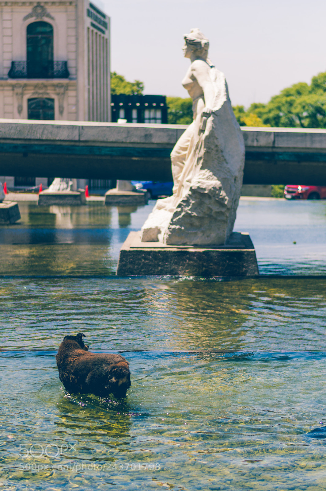 Nikon D3200 sample photo. Dog's pool photography