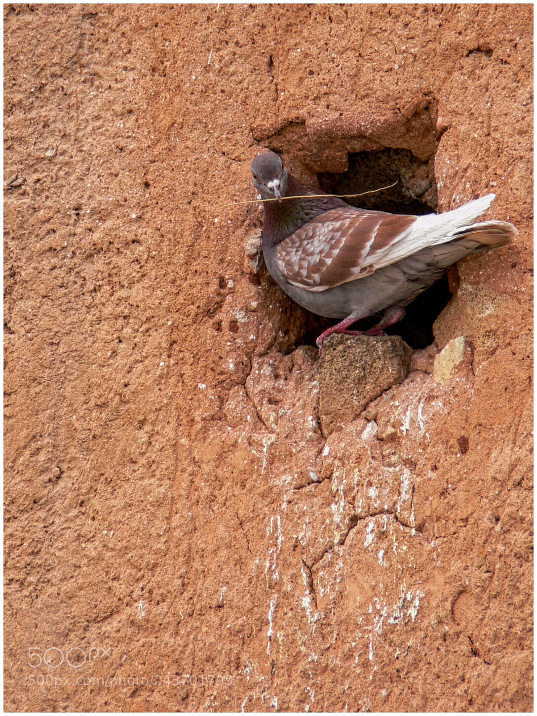 Panasonic DMC-FZ30 sample photo. Pigeon photography