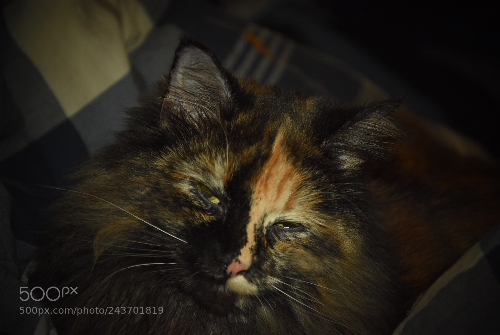 Nikon D3400 sample photo. Sweetdreams photography