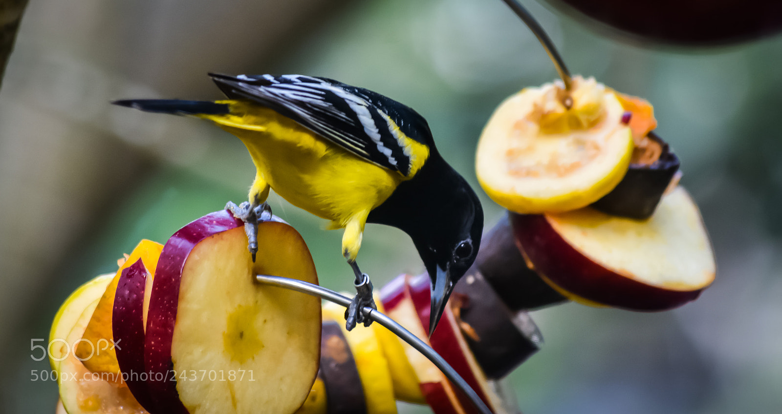 Nikon D7200 sample photo. Bird photography