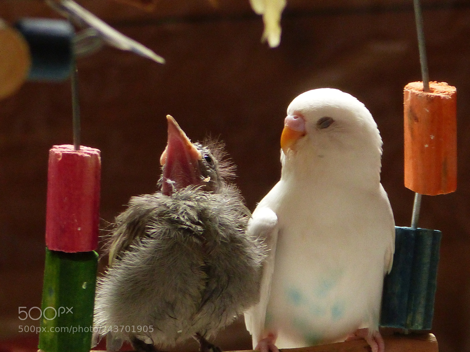 Panasonic Lumix DMC-FZ200 sample photo. P photography