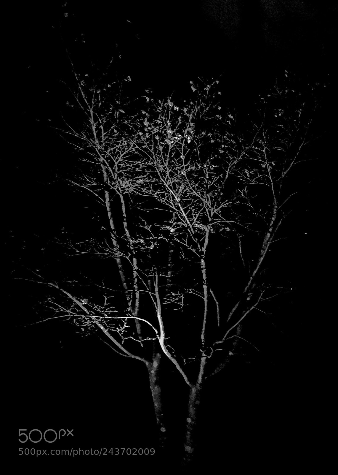 Apple iPhone 6 sample photo. Tree photography