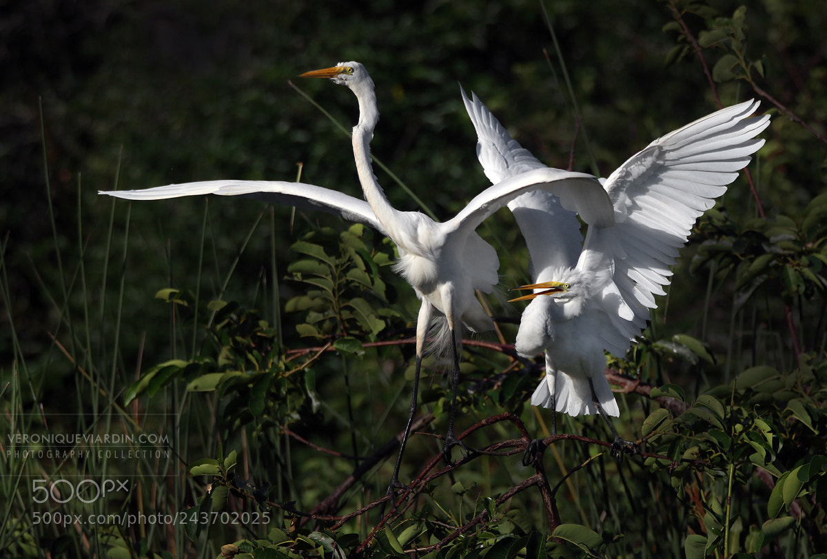 Canon EOS 7D Mark II sample photo. "a time to fly" photography