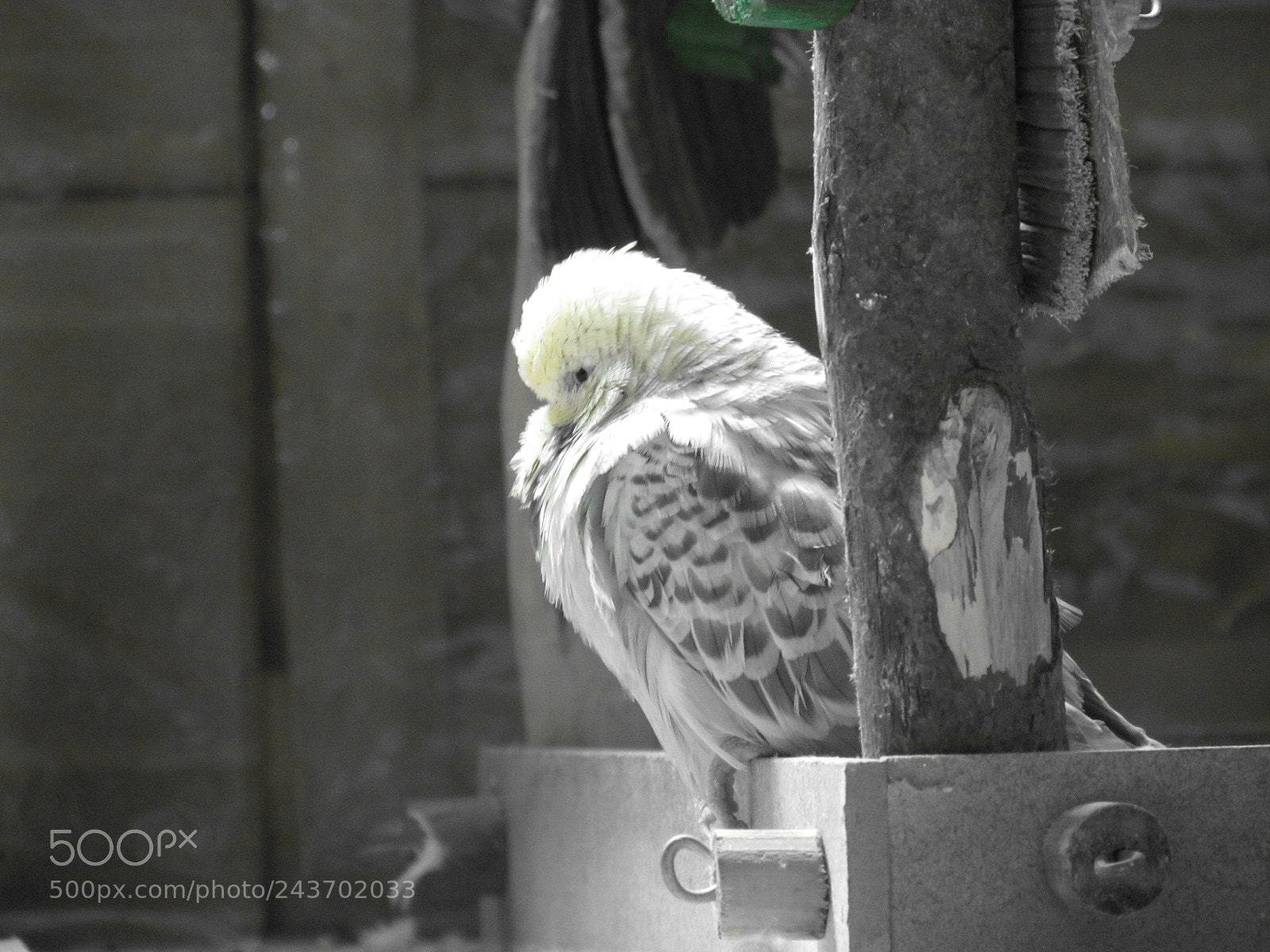 Canon PowerShot SX30 IS sample photo. Img photography