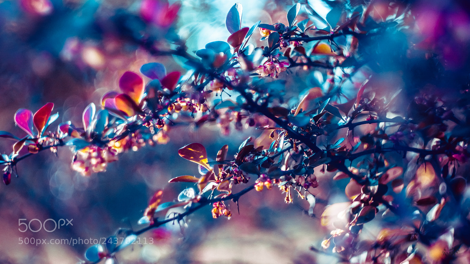 Sony SLT-A77 sample photo. ▪¤○. photography