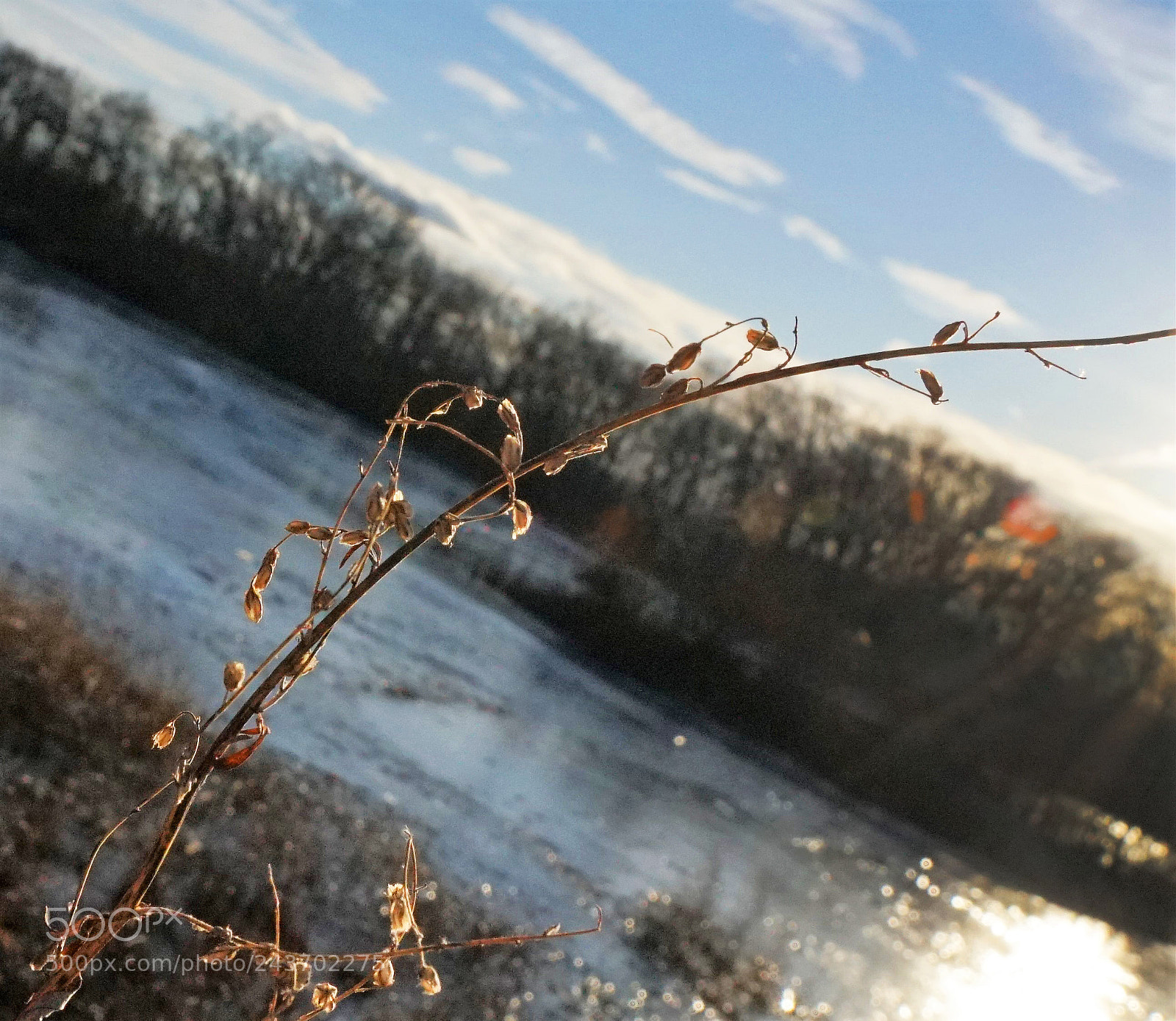 Sony a6500 sample photo. A dead weed by photography