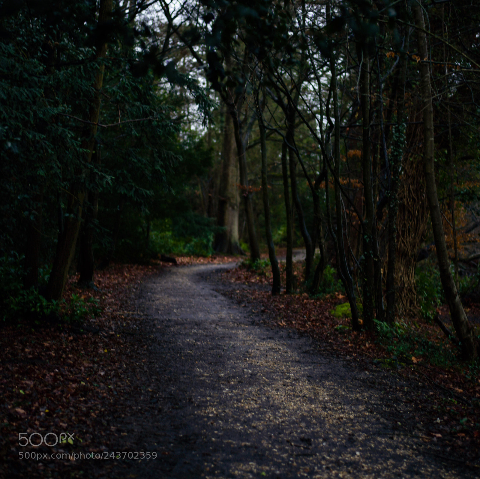 Nikon D850 sample photo. Untitled photography