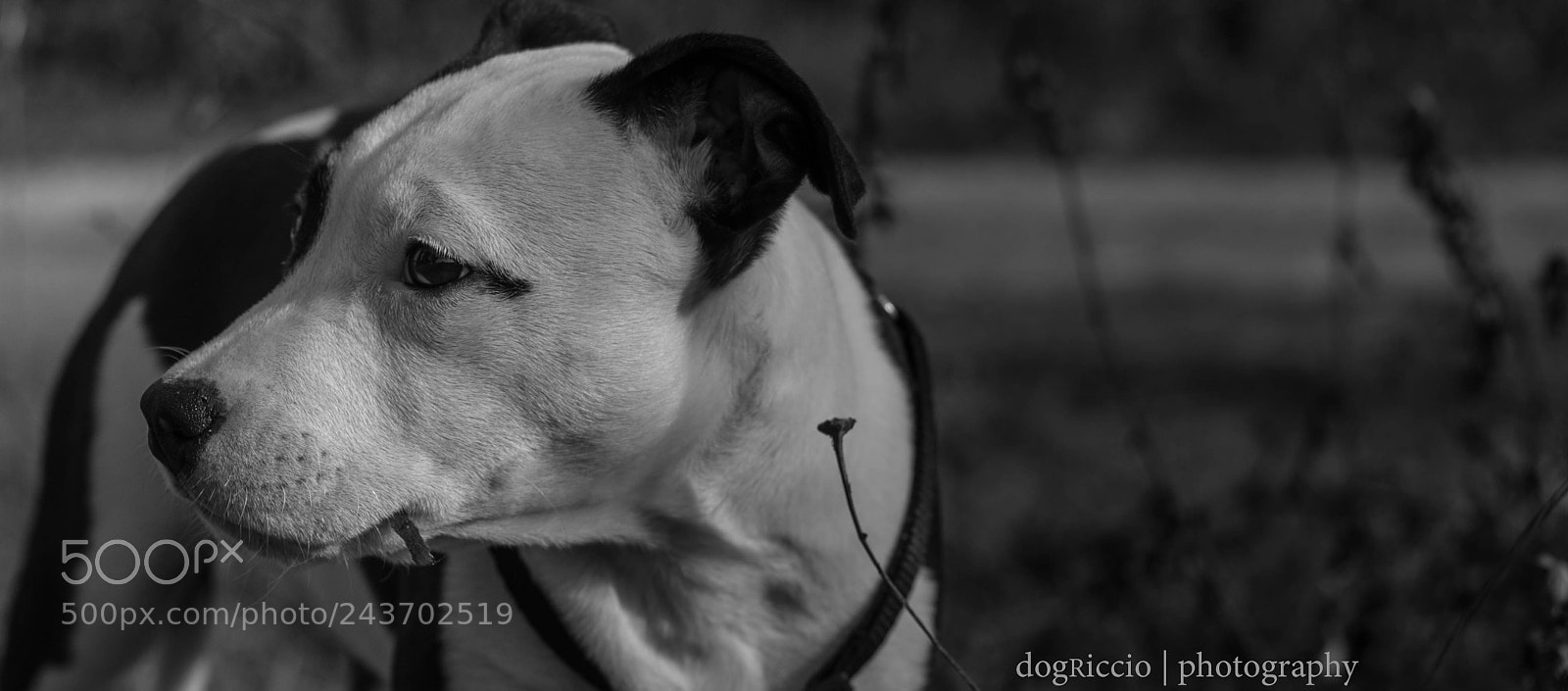 Canon EOS 50D sample photo. Frecki bw photography