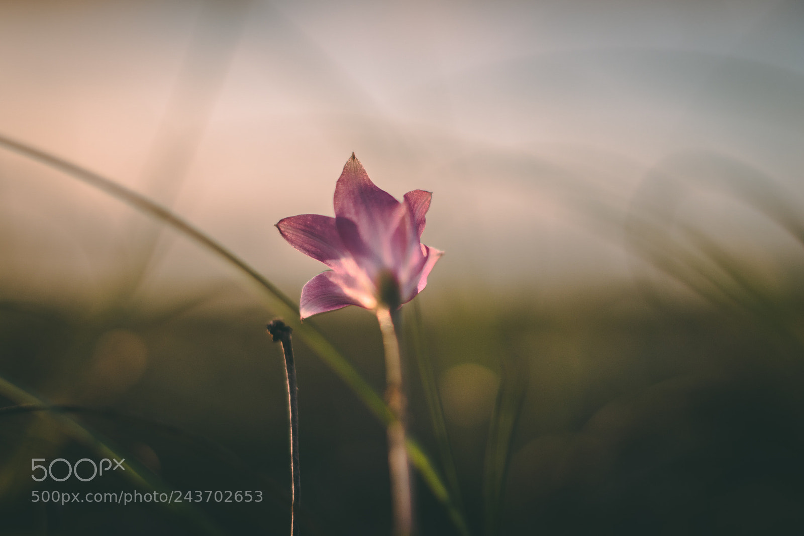 Sony a6500 sample photo. Pink flower photography
