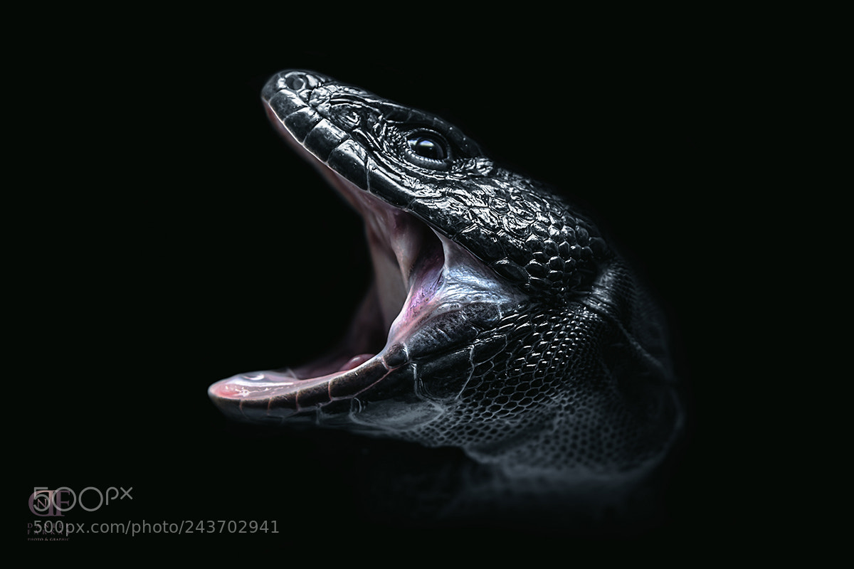 Canon EOS 50D sample photo. Timon lepidus melanistic photography