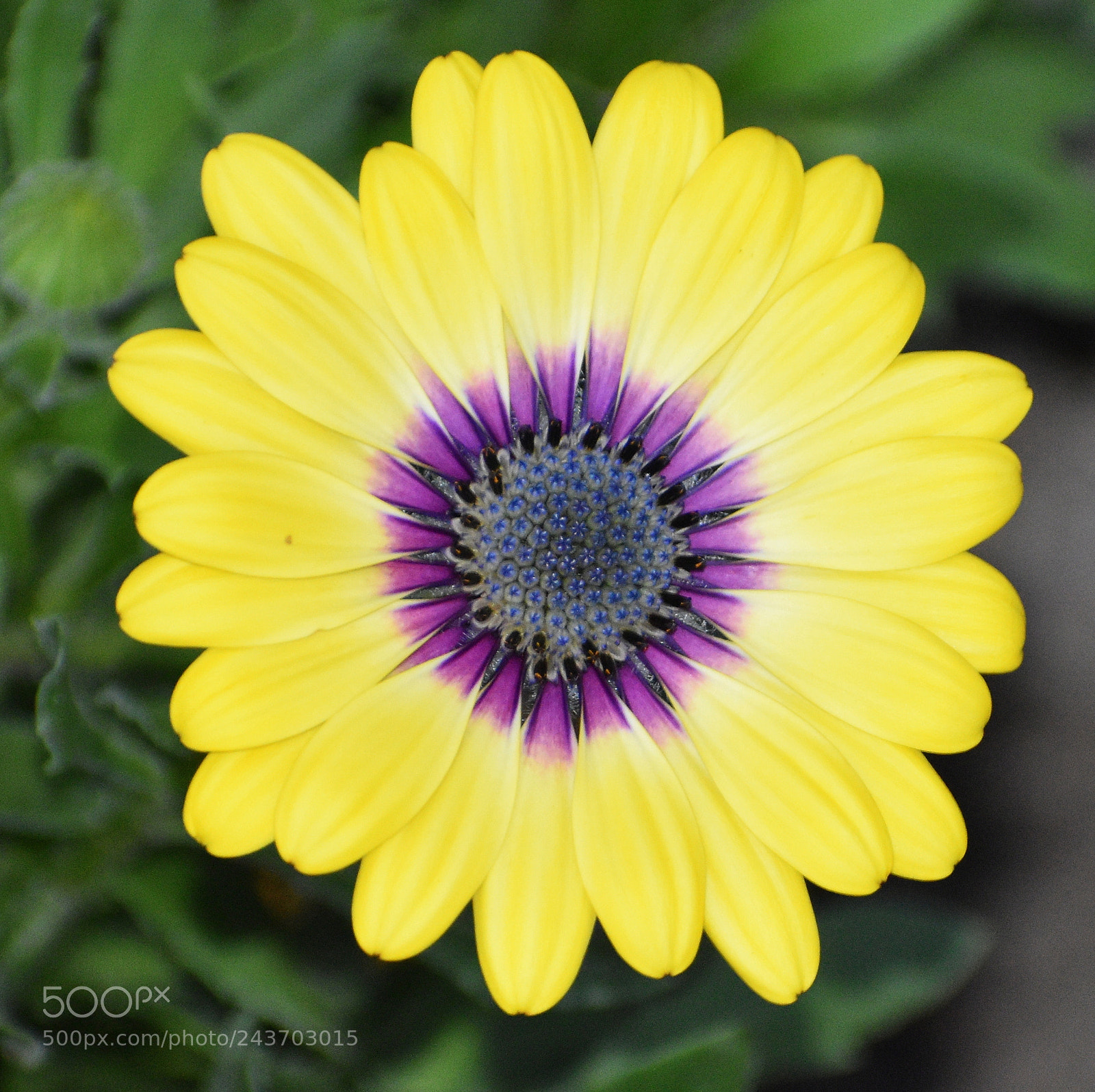 Nikon D5500 sample photo. African daisy photography