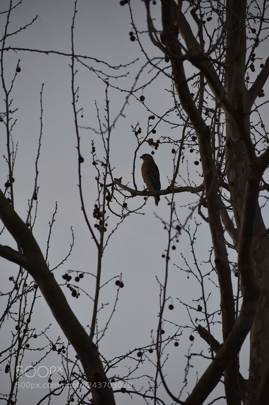 Nikon D5500 sample photo. Hawk photography