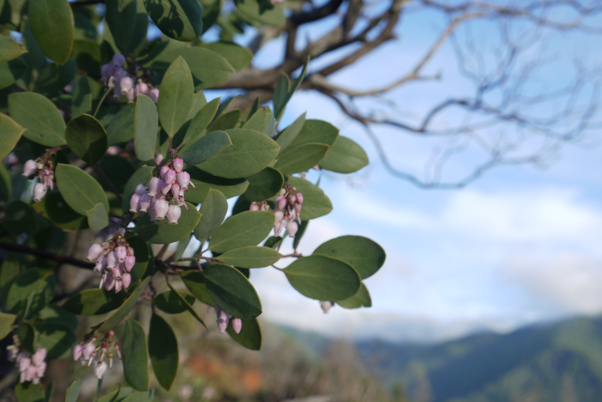 Panasonic Lumix DMC-G2 sample photo. Manzanita photography