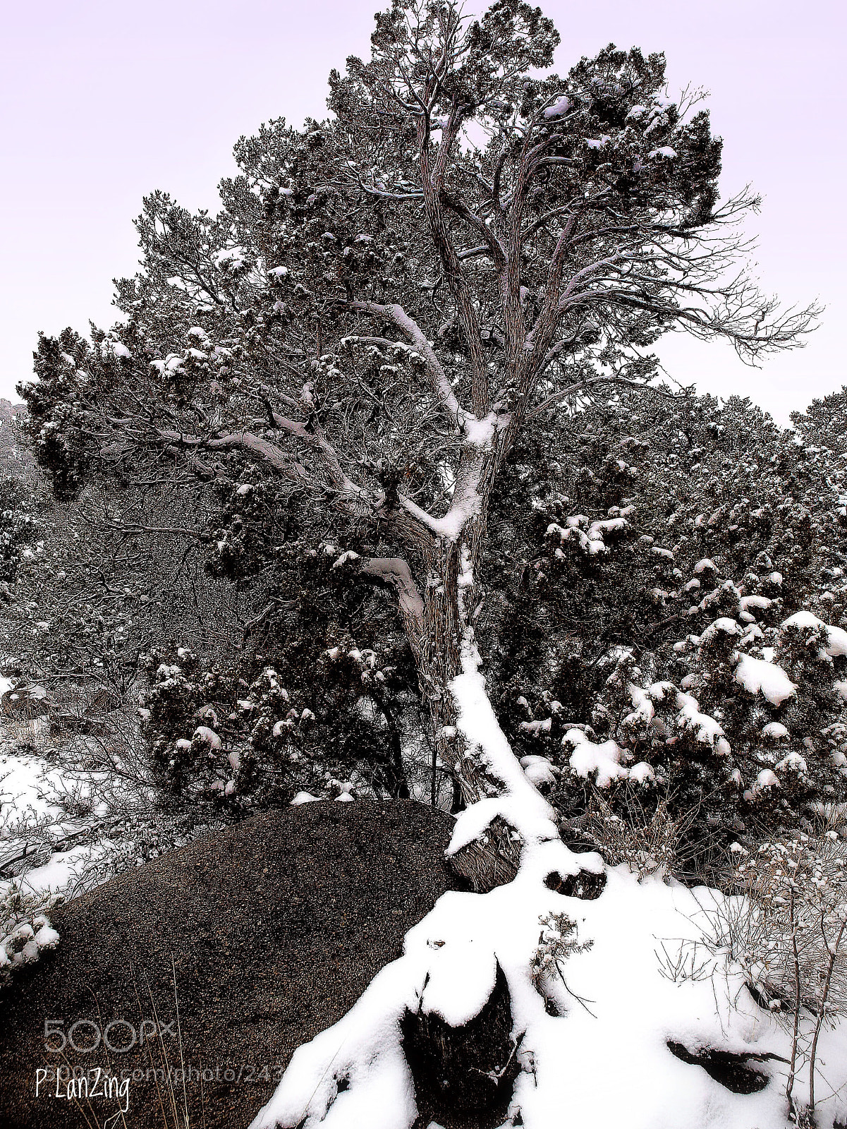 Olympus E-3 sample photo. Winter tree photography