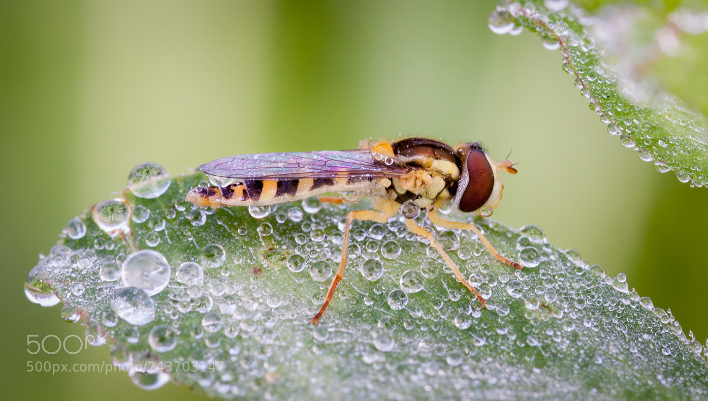 Canon EOS 50D sample photo. Syrphidae photography